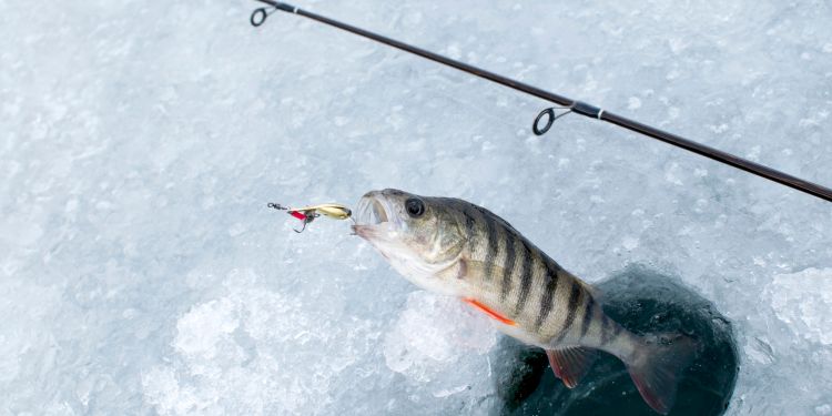 Ice Fishing for Bass: Is It Possible?