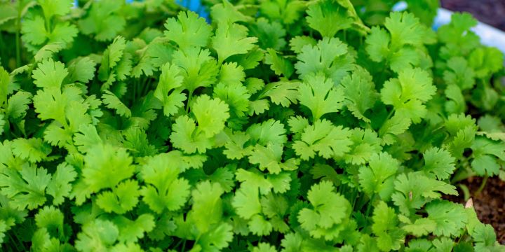 8 Surprising Health Benefits Of Coriander