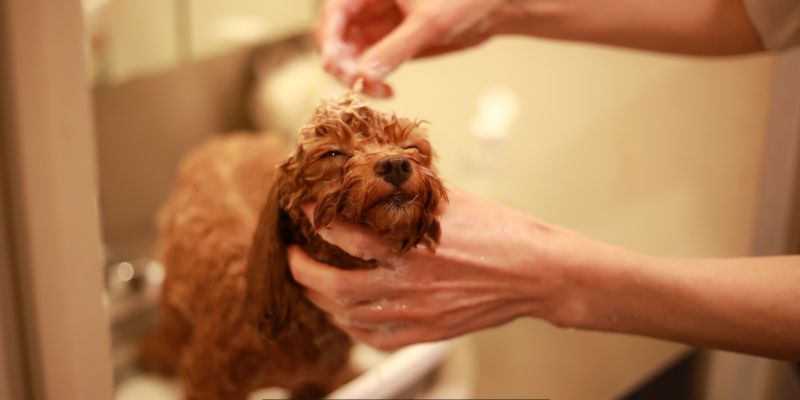 Banish Rainy-Season Smell: Dog Bathing Routine