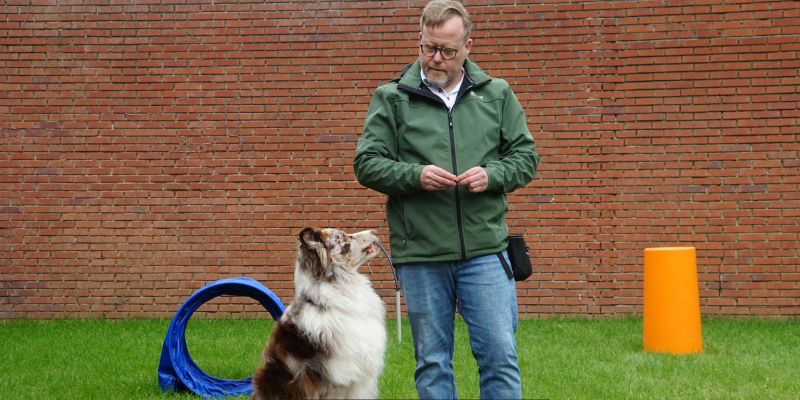 Stop Leash Pulling: Train Your Dog in 2 Weeks