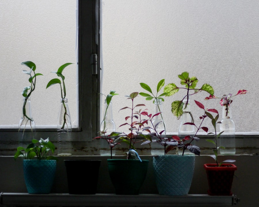 low-light indoor plants