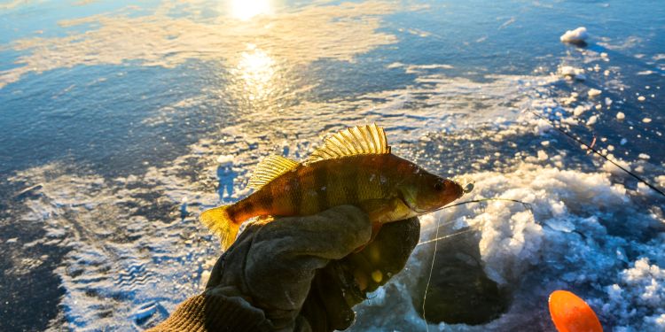 Advanced Ice Fishing Techniques for Experienced Anglers: Mastering the Frozen Waters
