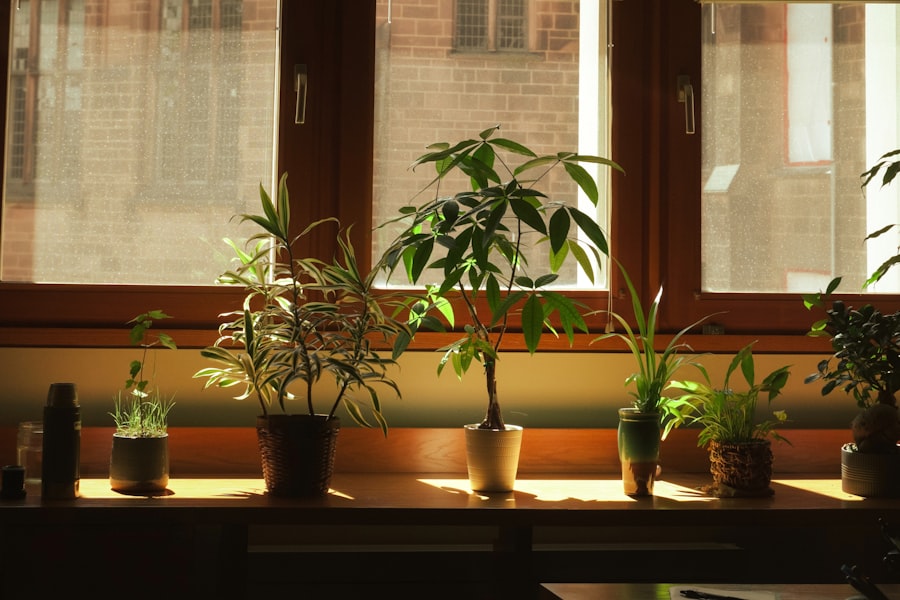 Photo low-light indoor plants