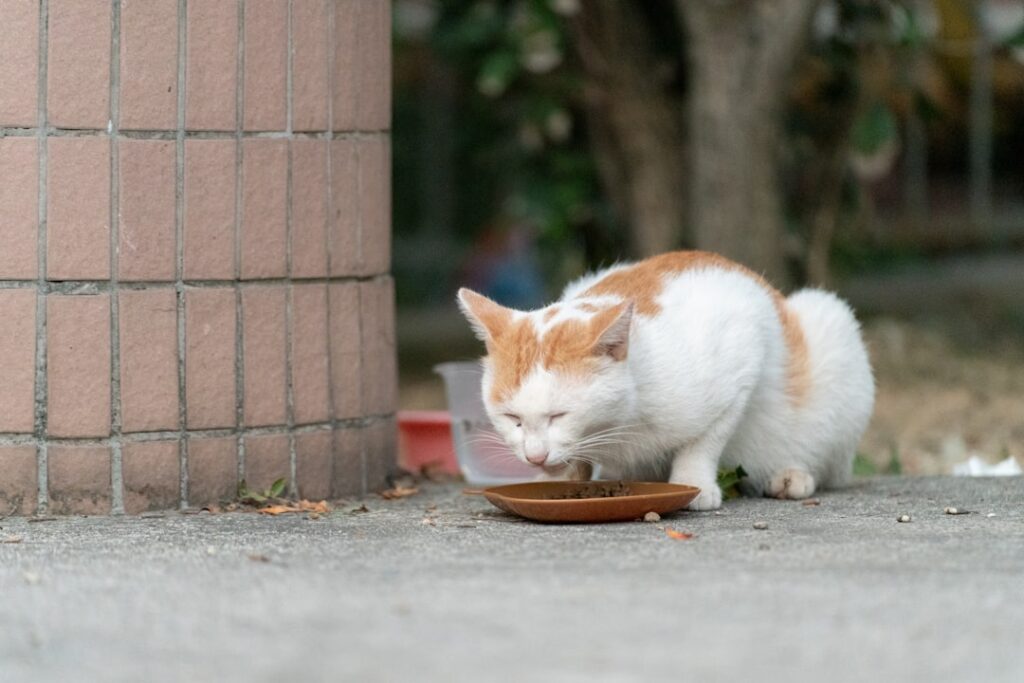 Feeding Cats on a Budget: Beginner’s Guide