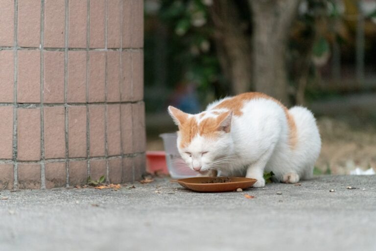 Photo budget cat feeding