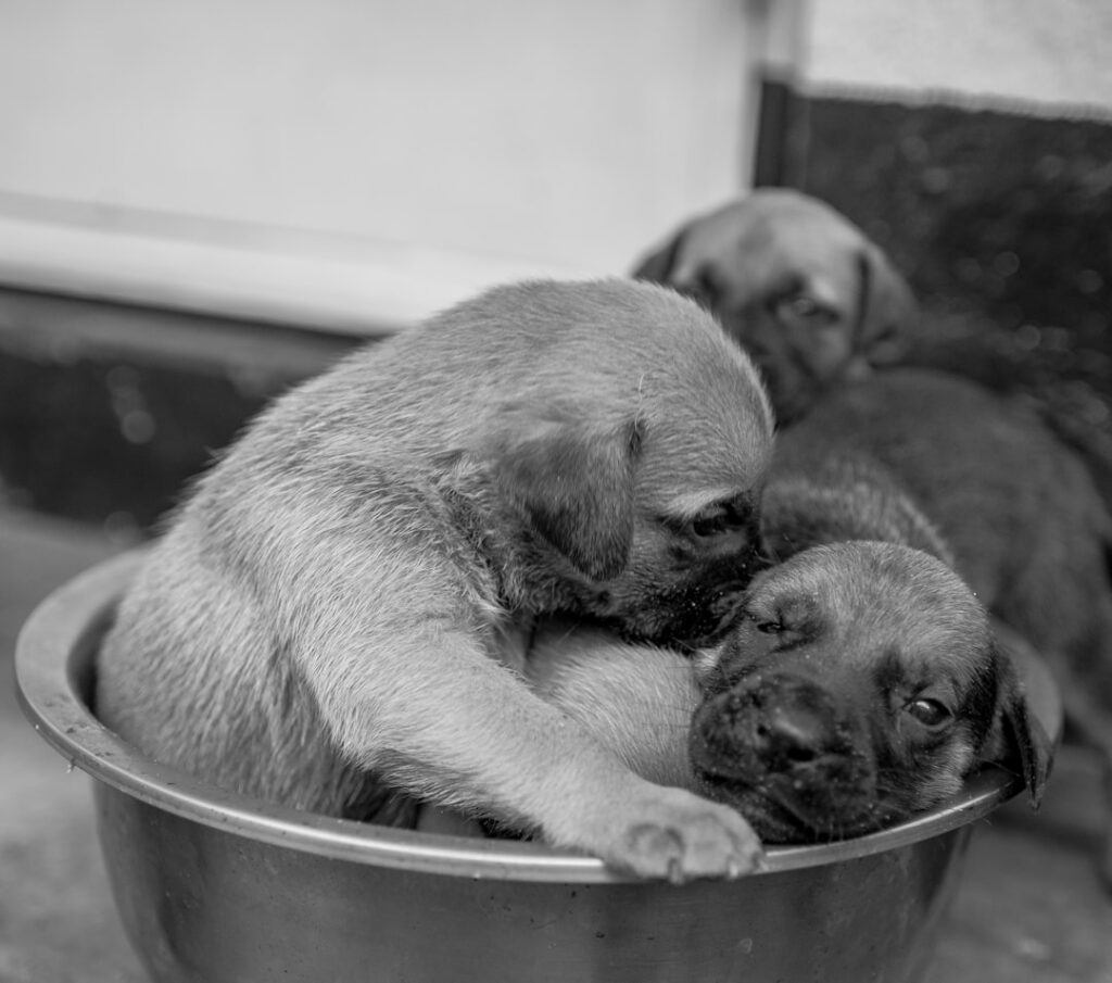 Banish Rainy-Season Smell: Dog Bathing Routine