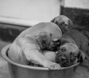 Photo gentle dog bath