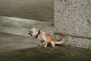 Photo pet boarding comparison