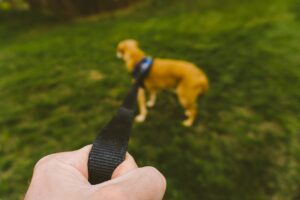 Photo loose-leash training plan
