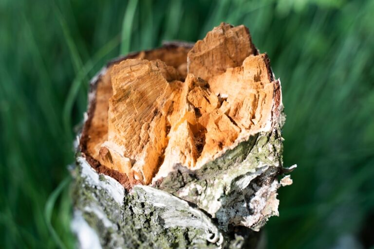 Photo Treating wood rot
