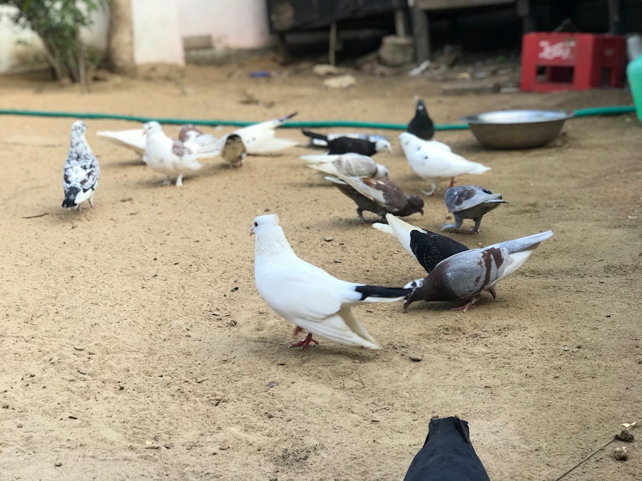 Effective Pest Control for Your Home