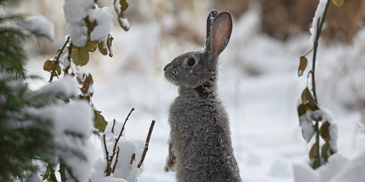 How Winter Affect the Rabbit Population Size?