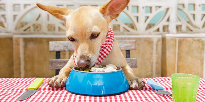 Should We Add Xanthan Gum in the Dog Food? Is it Safe for Dog