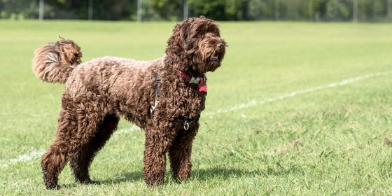 The Human-Canine Bond: How Adopting Labradoodle Puppies Enhances Your Life
